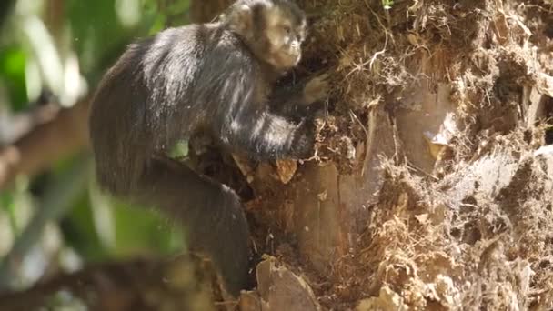 Macaco Câmara Lenta Inspeciona Casca Árvore Para Vermes Não Encontra — Vídeo de Stock