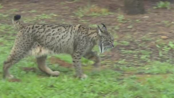 Iberische Lynx Voorgesteld Roaming Natuur — Stockvideo