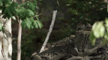 Anne agouti, Chapada Diamantinas 'ta bir kayanın üzerinde bebekle güneşleniyor..