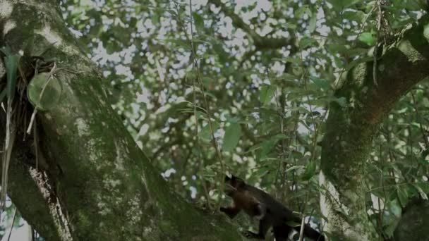 Maymun Yağmur Ormanlarında Ağaçta Süzülüyor Yavaş Çekim Sahnesi — Stok video