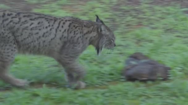 Krátké Video Ukazuje Iberský Lynx Boční Krok Známé Stezce — Stock video