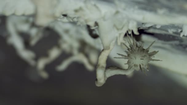 Дослідницькі Відео Відео Демонструють Докладні Стеари Мінеральні Сфери Всередині Печери — стокове відео
