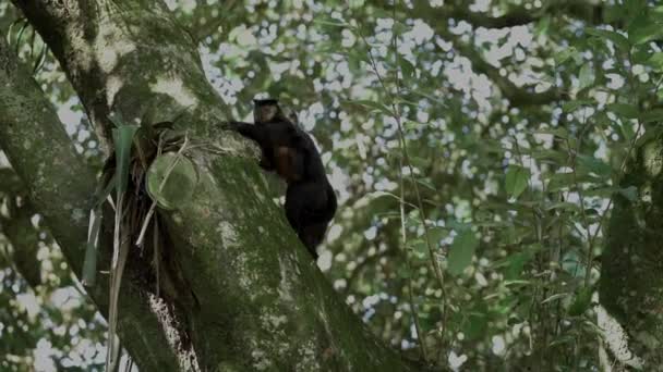 猴子妈妈带着小宝宝慢吞吞地爬上了树 表现得很敏捷 — 图库视频影像