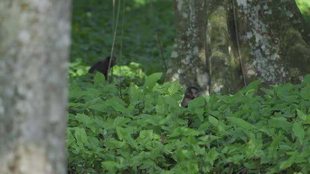 小小的猴子食虫动物 嬉闹地在森林的灌木丛中觅食 — 图库视频影像