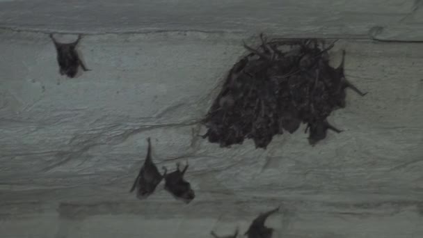 Explorers Use Flashlights Illuminate Dense Swarm Bats Cave Ceiling — Stock Video