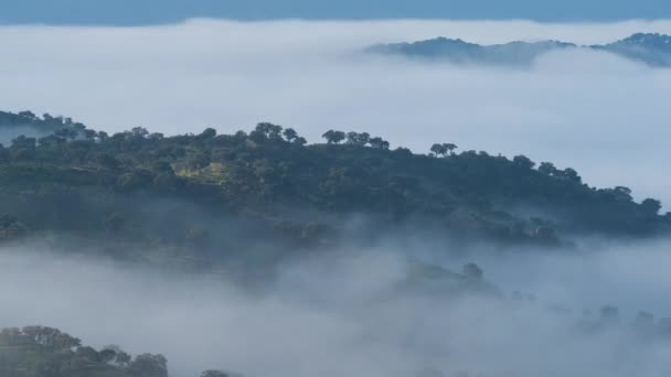 朝のタイムラプスは 森林の山々を通って低霧ヘビを示し 景色を変える — ストック動画