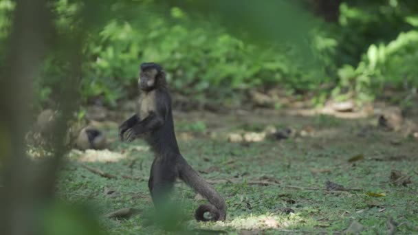Мавпа Вертикально Спостерігає Потім Ходить Всіх Чотирьох Відео Hlg — стокове відео