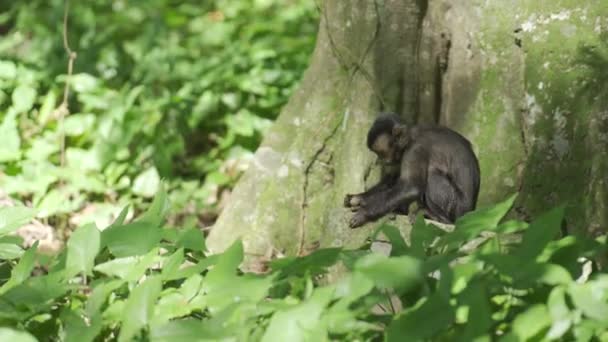 Scimmia Nella Foresta Pluviale Non Può Aprire Frutta Dura Cerca — Video Stock