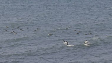 Sakin okyanus dalgalarında ağır çekimde süzülen kuğu ve ördeklerin sakin videosu..