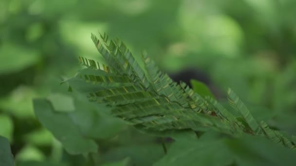 Majom Hátsó Lábakon Keresi Rovarok Között Buja Növényzet Stock Videó