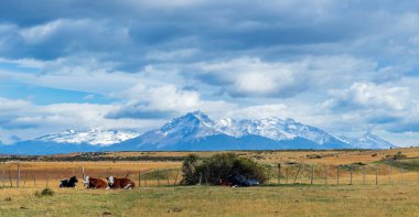 İnekler, karlı dağların arka planına ve canlı bir gökyüzüne karşı bir çayırda dinlenirler..