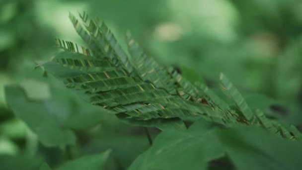 Mono Pie Busca Insectos Bosque — Vídeos de Stock