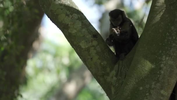 Maymun Uzaklığa Bakarken Nesneyi Huşu Içinde Düşürür — Stok video