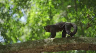 Genç maymun yeşil arkaplanı olan bir dalda dört ayak üstünde seyahat eder..