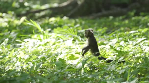Scimmia Foraggi Zampe Posteriori Nella Foresta Pluviale Poi Fugge — Video Stock