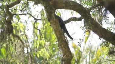 Küçük maymun ağaca tırmanıyor ve ormanın dallarında ağır çekimde zıplıyor..