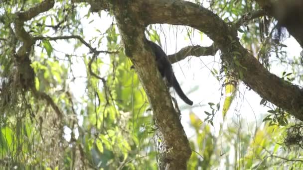 Small Monkey Ascends Tree Jumps Jungle Branches Slow — Stock Video