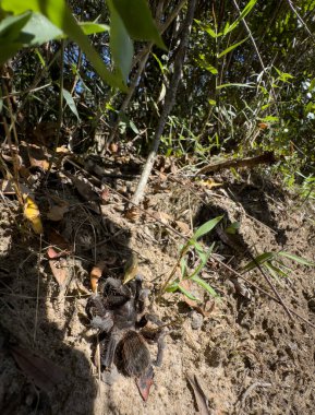 Ormanın zemininde kamufle olmuş bir tarantula yakından görülüyor..