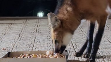 Maned Wolf photographed at night feeding on stone steps at Caraca Sanctuary. clipart
