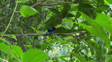 Mavi bir Manakin kuşu, tropikal yağmur ormanlarındaki dallarda zarif bir şekilde tüneyerek şarkı söyler..