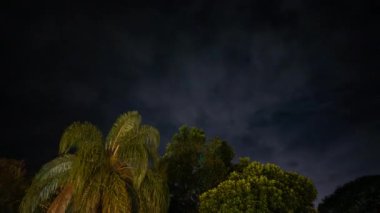 Yıldızlar ve bulutlarla dolu gece vakti gökyüzü, tropik ağaçlar ve palmiye ağaçları arasında sola doğru hareket eden bir kamera içeriyor..