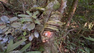 Bir video düğümlü dallarla çevrili bir ağacı gösteriyor. Kamerası verimli bir orman ortamında düzgün süzülüyor..