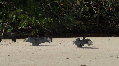 Akbabalar güneşin altında kurutmak için kanatlarını arkaplanda yoğun, yeşil, aşılmaz bir orman olan el değmemiş kumlu bir sahilde açarlar..