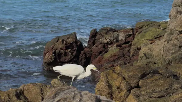 stock image A slow-motion video captures a white heron hunting insects among rocks, with the ocean gently moving in the background.