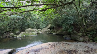 Ağaçlar ve bitkilerle çevrili yoğun, yemyeşil bir ormanın içinden akan küçük bir nehrin videosu..