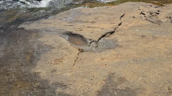 Kamera, uzun kuyruklu kanatları olan, nehir kenarındaki bir kayaya tünemiş huzurlu bir kelebeğe yakınlaşıyor..