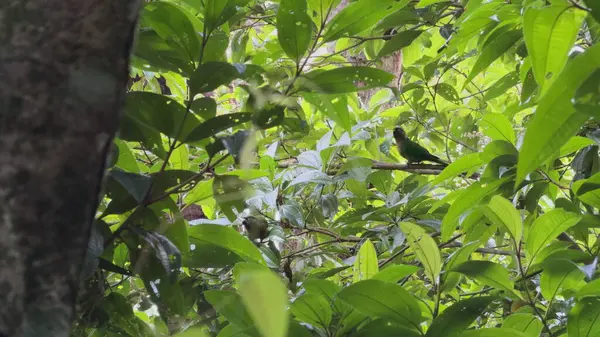 stock image A green bird blends seamlessly into the lush jungle foliage as it perches in a tree.