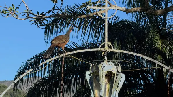 stock image Jacu bird displays nimble walking and leaping on metal arch in slow-mo video.