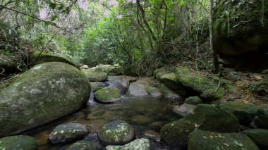 Küçük bir nehir, yoğun, yemyeşil bir ormanda esiyor, yuvarlak kayaların etrafında geziniyor..