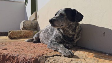 Bir video, güneşin altında bir ev duvarının yanında uzanan bir köpeğin uykuya dalmadan önce başını kaldırmasını gösteriyor. Koruyucu olarak rolünden emin değilmiş gibi görünüyor..