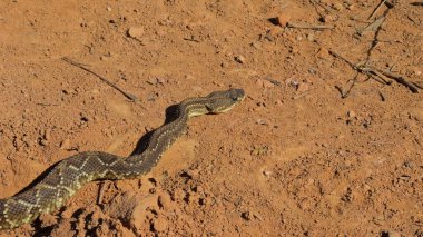 Çıngıraklı yılanın kirli bir yolda hızla kameraya doğru dönüşünü gösteren dramatik bir video. Tehlikeli ve vahşi doğasını vurguluyor..