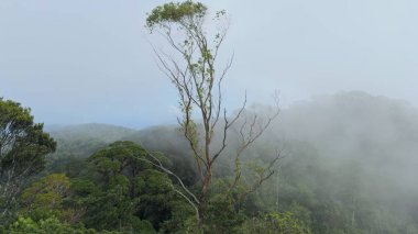 Ormanla kaplı bir dağ yamacında hızla yükselen sis hava ve sıcaklıkta bir değişimin habercisidir..
