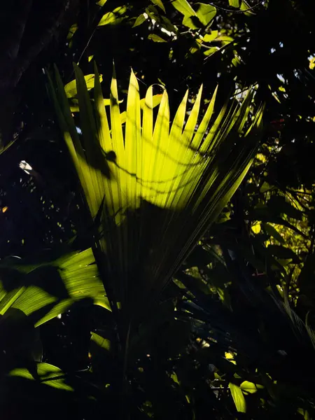 stock image Sunlit vibrant green leaves stand out in a dark tropical forest.