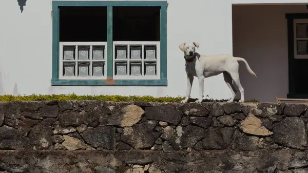 stock image A guard dog vigilantly watches over the surroundings from atop a high, impregnable chalet wall, all in slow motion.