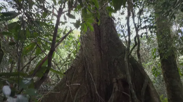 stock image Video captures the stunning climb from the base to the peak of a towering tree in a lush, dense jungle.