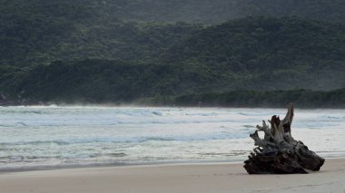 Yavaş çekim bir video kumsalda bir ağaç gövdesi, tropikal orman çevresi ve nazik dalgalarla bir plaj cenneti yakalar..