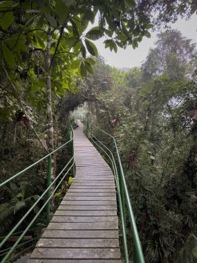 A serene wooden boardwalk beckons visitors to explore a lush, green jungle. clipart