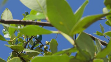 Yavaş çekimde, ağaçta tünemiş mavi bir kuş görülüyor, yeşil yapraklar açık mavi gökyüzüne karşı rüzgarda hafifçe sallanıyor..