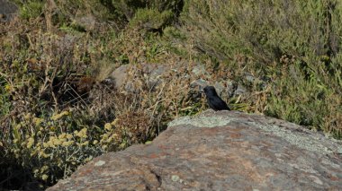 Uçmadan önce bir kayanın üzerine tünemiş siyah bir kuş, vahşi yaşamı ve manzarayı ön plana çıkaran bir doğa videosunda yer alıyor..