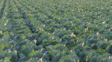Bir video, büyük bir marul tarlasının arka ışıklandırılmış güneş ışığıyla parlaklığını içeriyor, neredeyse bir çiftlikte hasat için hazır..