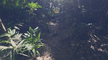 Bir orman yolunda yürüyüşü gösteren bir video, ışık demetleri yeşillikleri delip geçerek gizemli bir ortam yaratıyor..