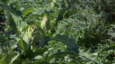 An artichoke sways in the summer breeze with space for text on the right, capturing the essence of nature. clipart