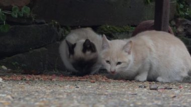 Sokak kedileri yemek yemek için toplanır, şehir ortamında aralarında bir topluluk duygusunu vurgularlar..