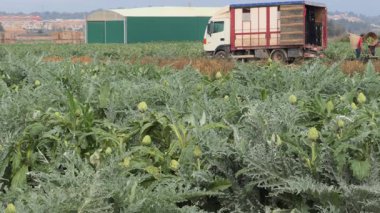 Ağır çekim bir video ön planda enginarları gösteriyor işçiler arka planda toplarken, sepetler bir kamyonun yanında..