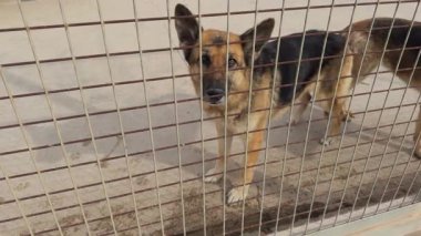 İki Alman çoban köpeği tuhaf bir şekilde çitin arkasından kameraya yaklaşır ve özenli doğalarını vurgularlar..