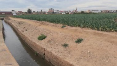 Yavaş çekim videosu Valencias ikonik tarım arazilerindeki gelişen bir soğan tarlasının yanında yemyeşil bir sulama kanalı gösteriyor..